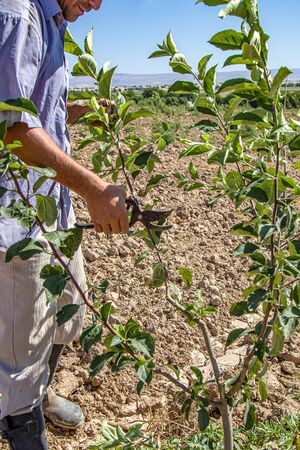 Pruning the apple tree by hand in the garden