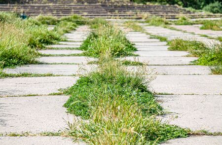 Grass grows through concrete tilesの写真素材