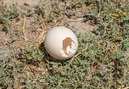 Empty shell of a dead chicken egg in nature on the groundの写真素材