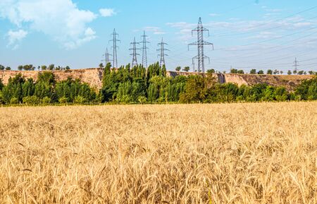 Field with wheat in nature rural landscapeの写真素材