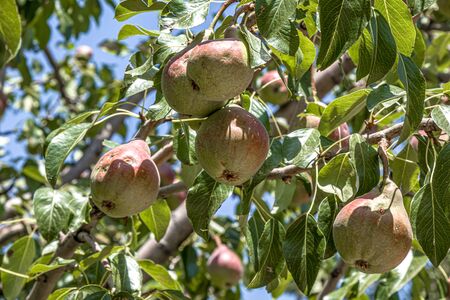 Pear fruit on the tree against the skyの写真素材
