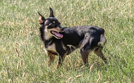 Dog breed miniature pinscher on the grassの写真素材