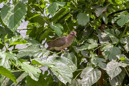 Fledgling dove bird on tree in natureの写真素材