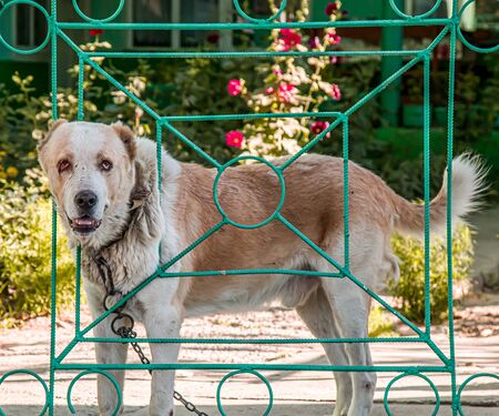 Angry dog barking near the gate on the streetの写真素材