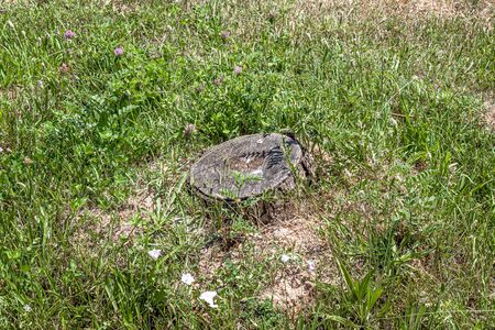 A stump from a sawn tree in the grass in natureの写真素材