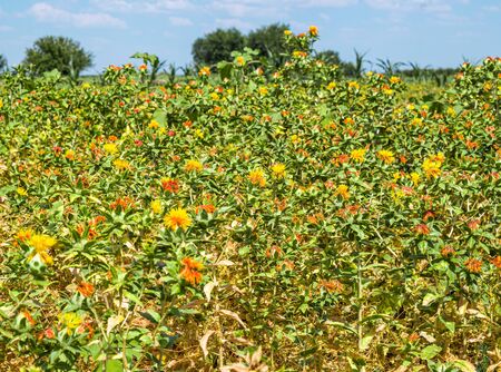 Blooming safflower bush on a field outdoors in nature. Landscapeの写真素材