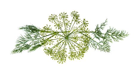 Dill plant inflorescence isolated on white background close-upの写真素材