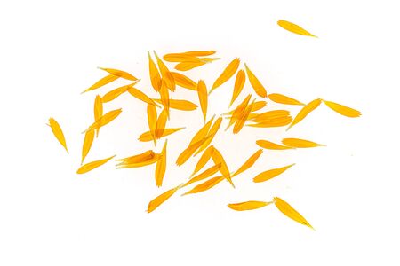 Yellow flower petals calendula isolated on white background close-upの写真素材