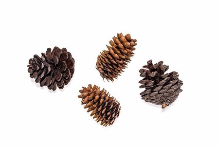 Dry spruce and pine cones on a white backgroundの写真素材