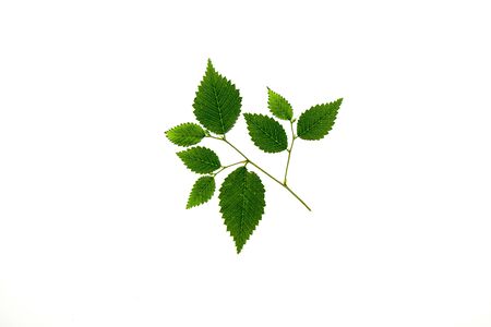 Tree branch with carved leaves on a white background close-upの写真素材