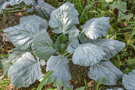 Large cabbage leaf in the garden as a backgroundの写真素材