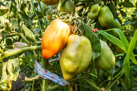 Growing tomato in nature on a bush. Close-upの写真素材