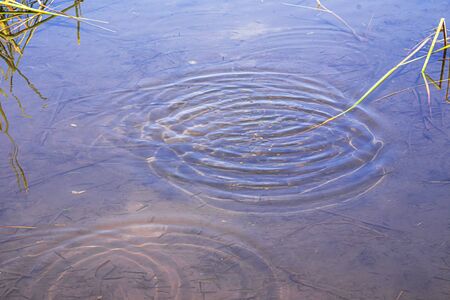 Circles on the lake water from floating fishの写真素材