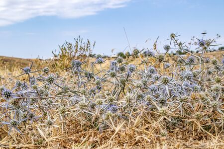 Flowers of the Mediterranean Holly. Botanical name Eryngium bourgatii. Plant camel thorn in natureの写真素材