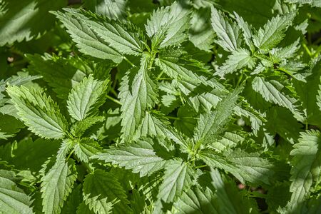 Nettle plant leaves large in the garden as a background