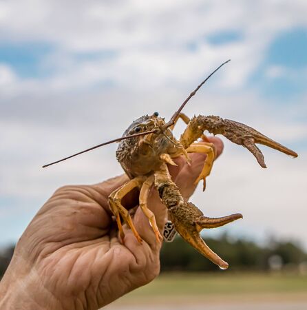 Live crayfish in the hand close-up