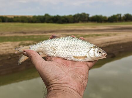 Fish roach in hand close-upの写真素材