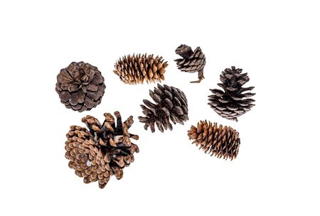 Dry spruce and pine cones on a white backgroundの写真素材