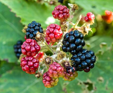 Berries of wild blackberry in nature close-upの写真素材