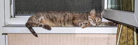 Cat sleeps on the windowsill. Pet.の写真素材