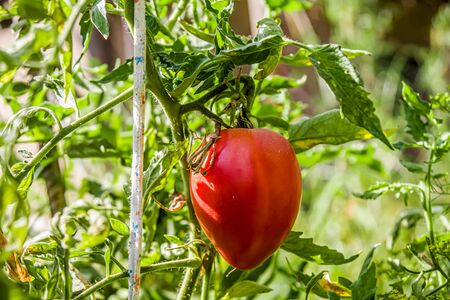 Growing tomato in nature on a bush. Close-upの写真素材