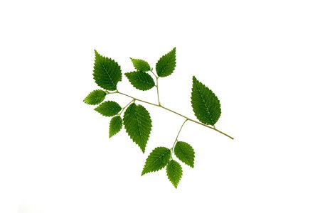 Tree branch with carved leaves on a white background close-upの写真素材