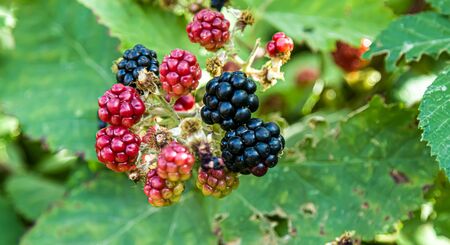 Berries of wild blackberry in nature close-upの写真素材