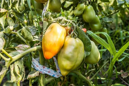 Growing tomato in nature on a bush. Close-upの写真素材