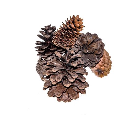 Dry spruce and pine cones on a white backgroundの写真素材