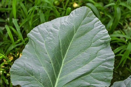 Large cabbage leaf in the garden as a backgroundの写真素材