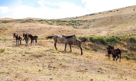 Dirty horses in the mud in a rural highlandsの写真素材