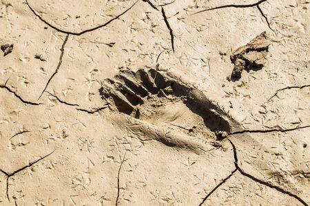 Traces of a man in the mud close-upの写真素材
