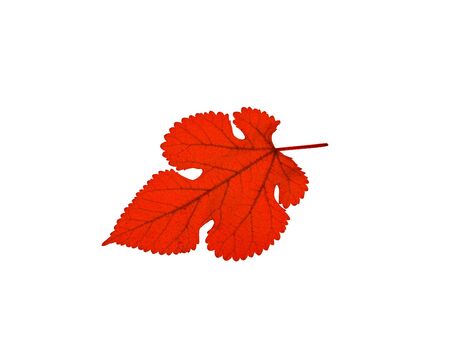 Carved red plant leaf on a white background close-upの写真素材