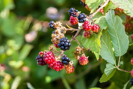 Berries of wild blackberry in nature close-upの写真素材