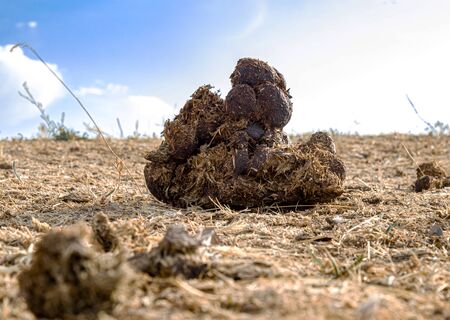 Horse excrement in nature close-up. Natural fertilizer. Environmental pollution.の写真素材