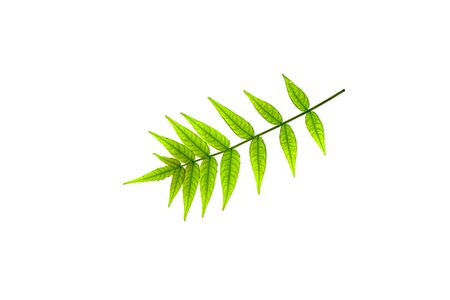 Tree branch with carved leaves on a white background close-upの写真素材
