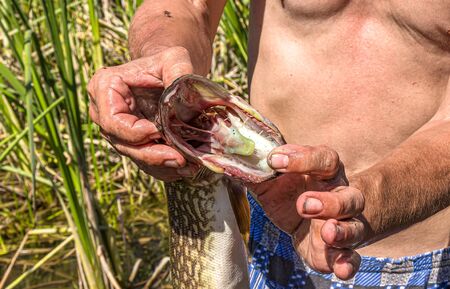 Caught fish pike in the hands of a fisherman close-upの写真素材