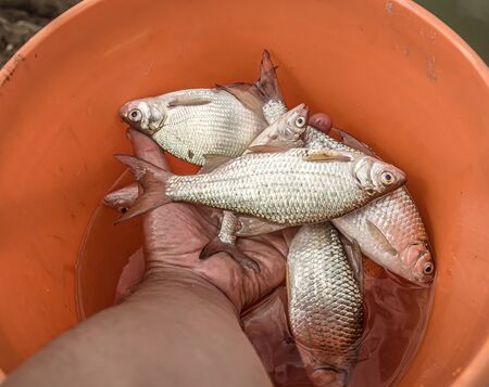 Fish roach in hand close-up