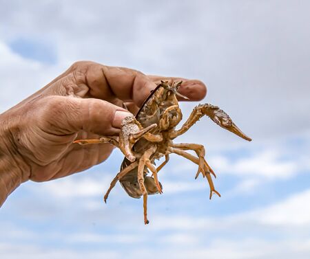 Live crayfish in the hand close-upの写真素材