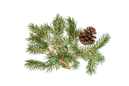 Coniferous tree branch and cones on a white background close-upの写真素材