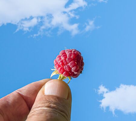 Raspberry berry on a hand large in the garden against the skyの写真素材