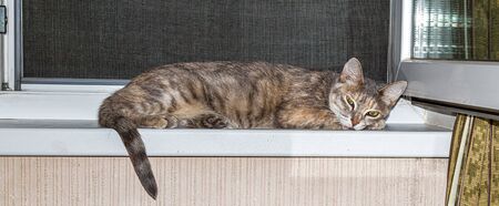 Cat sleeps on the windowsill. Pet.の写真素材