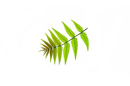 Tree branch with carved leaves on a white background close-upの写真素材