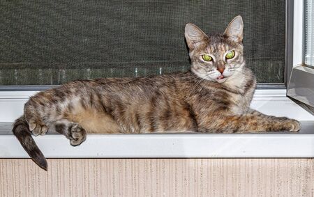 The cat lies on the windowsill. A pet.の写真素材