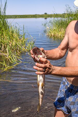 Caught fish pike in the hands of a fisherman close-upの写真素材