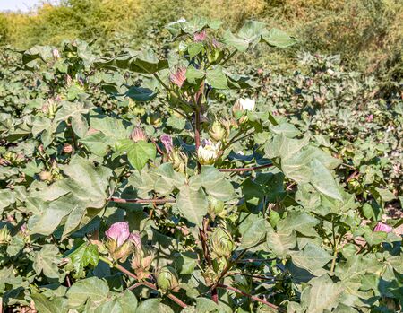 Cotton plant grows in natureの写真素材
