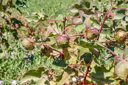 Cotton plant grows in natureの写真素材