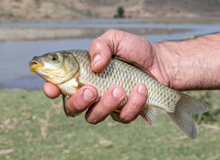 Crucian fish in a fisherman's handの写真素材