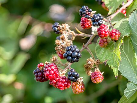 Berries of wild blackberry in nature close-upの写真素材