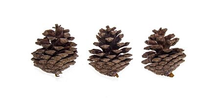 Dry pine cone on a white backgroundの写真素材